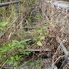 Plants: image2 3 Of 24 Thumb
